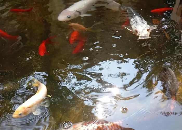 Bed and breakfast Au Rocher De Pascal Lit Mezzanine Montalivet-les-Bains